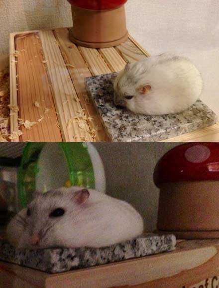 为给家中仓鼠降暑动物gif搞笑图片