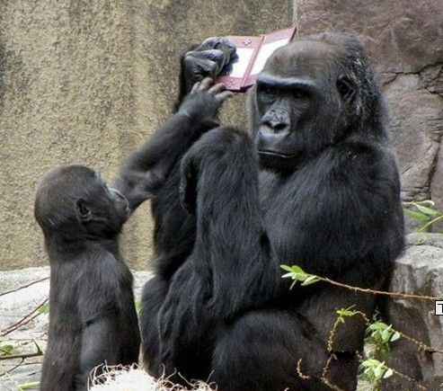 整天就知道玩这个，无心学习动物gif搞笑图片