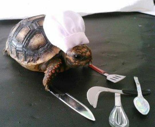 这个厨师动作有点慢啊动物gif搞笑图片