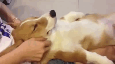 这不是马杀鸡，这是马杀狗动物gif搞笑图片