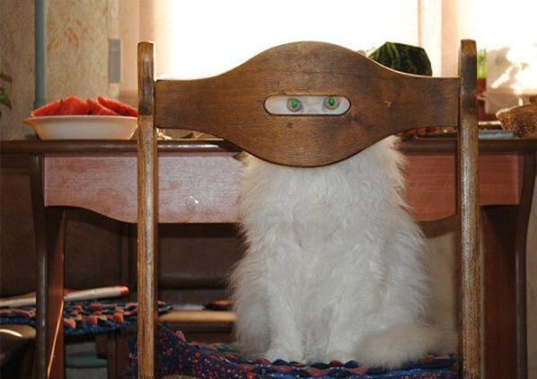 忍者猫动物gif搞笑图片