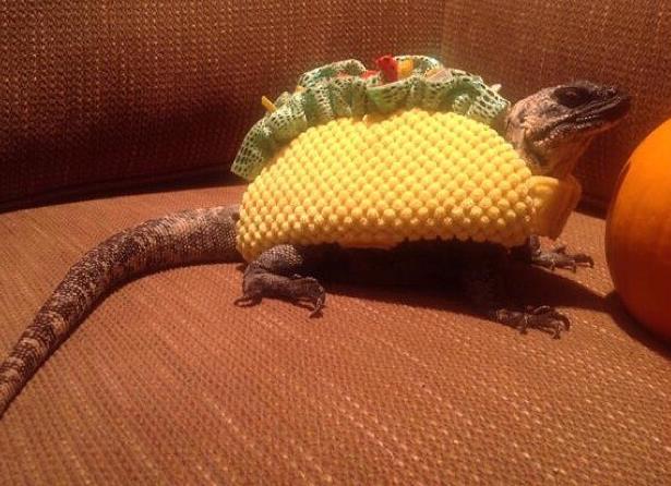 我认为恐龙并没有灭绝动物gif搞笑图片