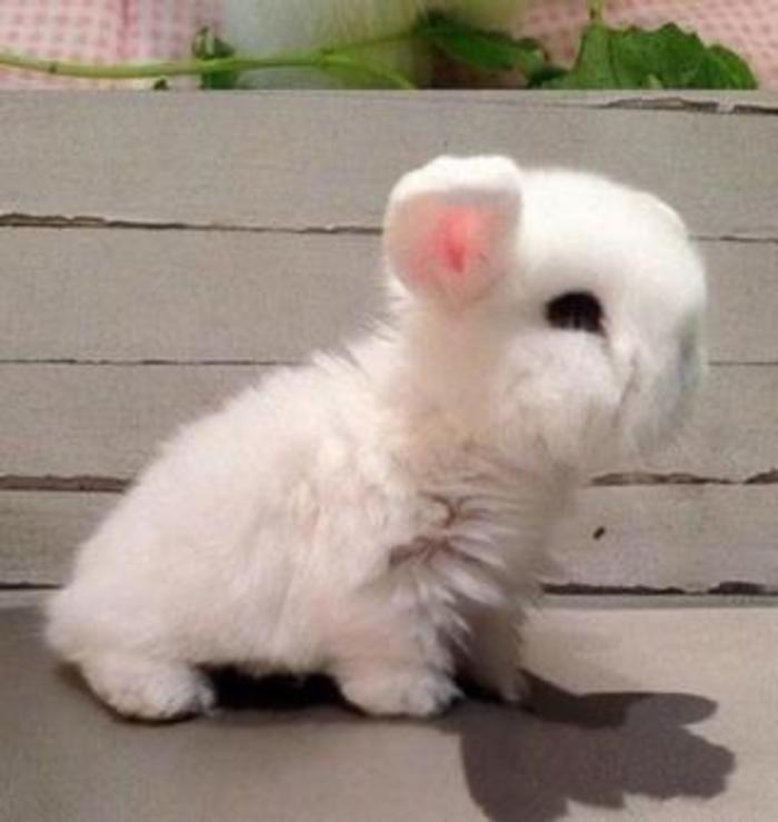 短腿短耳朵，你还是兔子咩？动物gif搞笑图片
