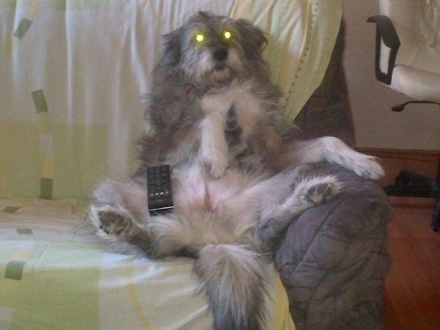 “我们家狗，在看我们家电视呢。”动物gif搞笑图片