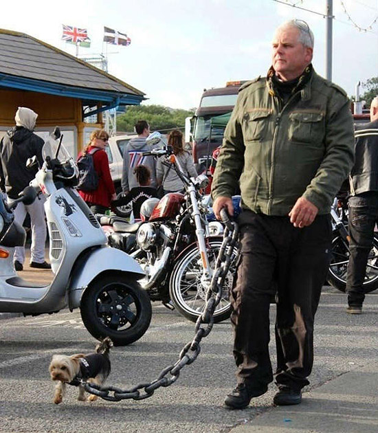 这狗一定很稀缺吧动物gif搞笑图片