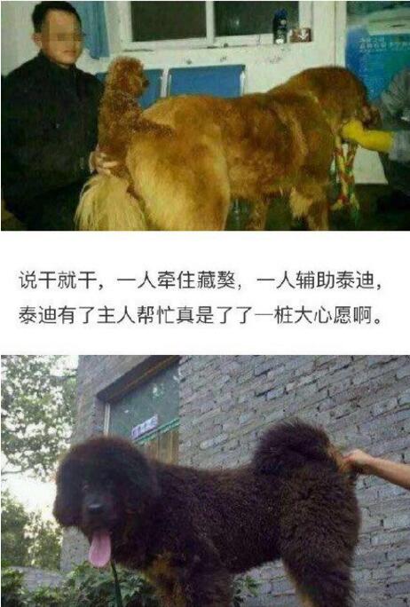 迷你藏獒这么来的动物gif搞笑图片