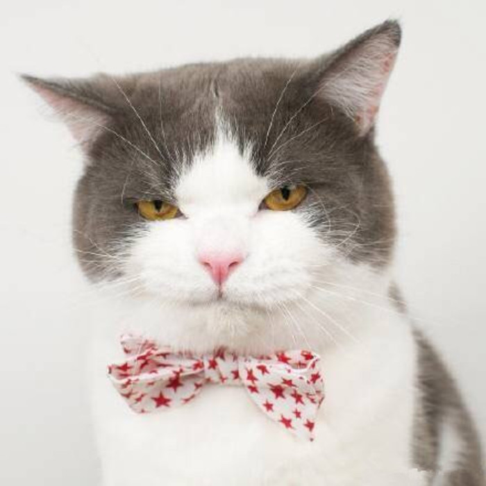 “铲屎哒！把本公举伺候好了，重重有赏！”动物gif搞笑图片