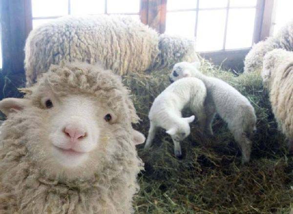 一只镜头感很强的咩星人动物gif搞笑图片