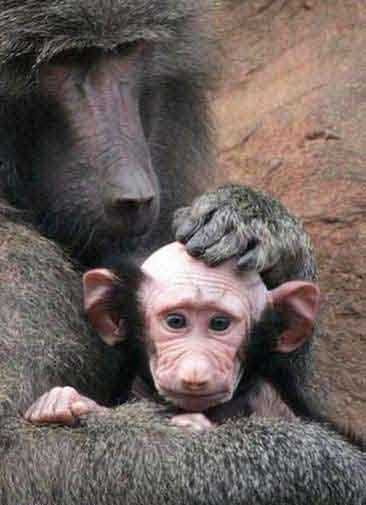 英国动物园一只小狒狒被妈妈过于溺爱舔成小光头…动物gif搞笑图片