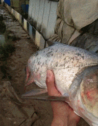 两个嘴巴的鱼，好神奇动物gif搞笑图片