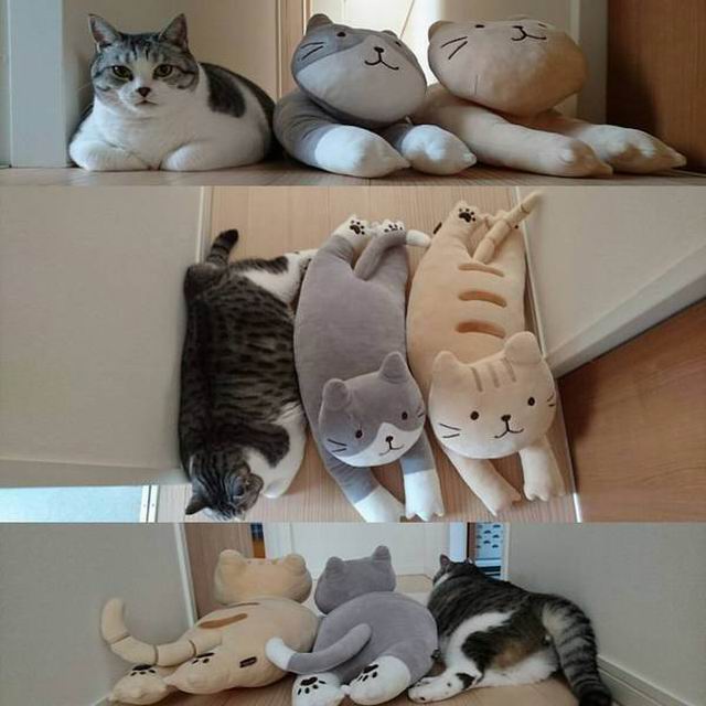 第25天了，他们仍然没有发现我动物gif搞笑图片