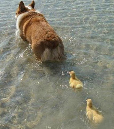 走开，我不是你妈妈动物gif搞笑图片