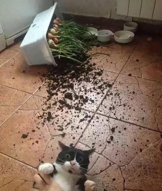 别激动！你先听我解释！！！动物gif搞笑图片