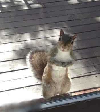 好萌的期盼动物gif搞笑图片