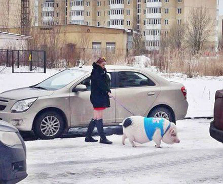 战斗民族的美女都遛这个动物gif搞笑图片