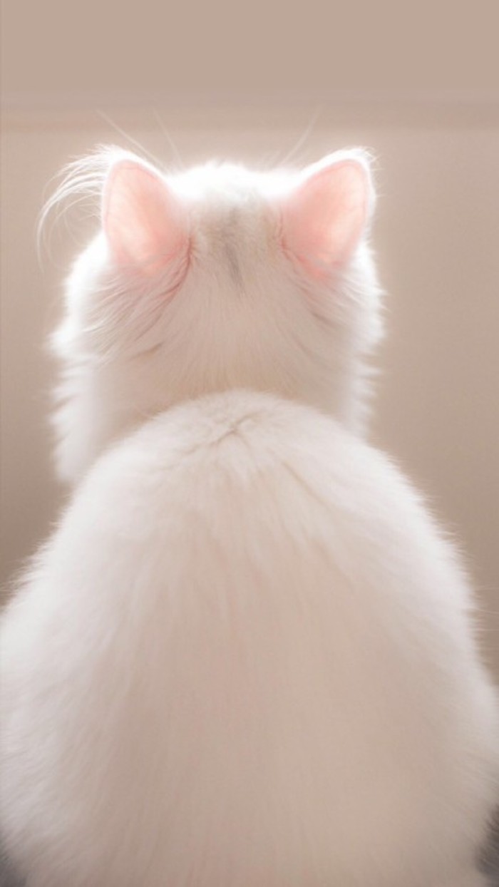 喵星人的背影动物gif搞笑图片