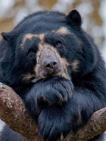 熊生的意义动物gif搞笑图片