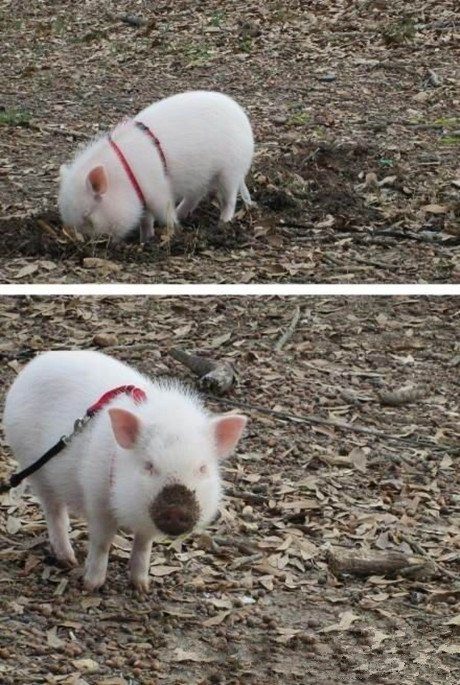 小猪拱地脏一嘴动物gif搞笑图片