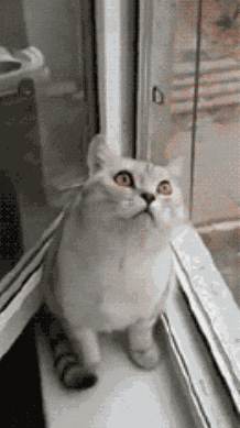 谁他妈敢再戳我一下试试！我弄死谁动物gif搞笑图片