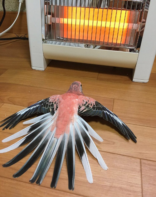 预热中，马上要起飞了动物gif搞笑图片