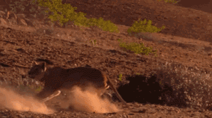 技能：战争践踏动物gif搞笑图片