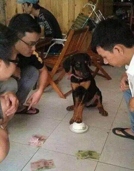 兄弟们，你们买大还是买小啊？动物gif搞笑图片