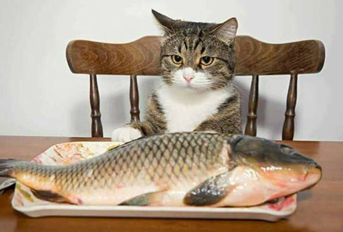 生日大餐！开吃吧动物gif搞笑图片