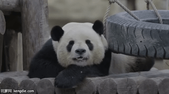 懒洋洋的大熊猫吐舌头gif动态图片动物gif搞笑图片