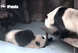 对于装睡的家伙，你用什么办法都是不可能叫醒的~动物gif搞笑图片