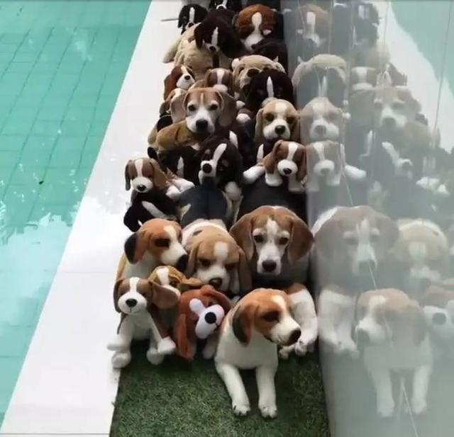 有几只是真的？动物gif搞笑图片