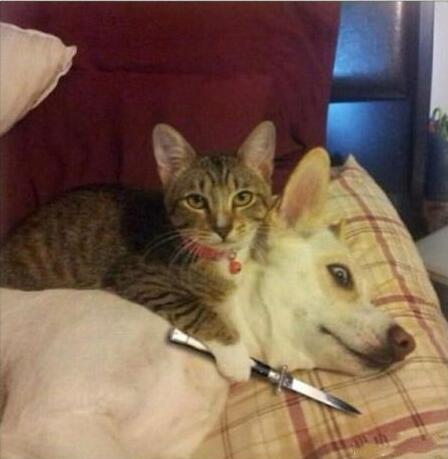 那天我一进门动物gif搞笑图片