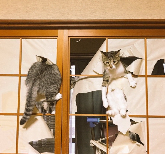 岛国一位主人表示，现在也想不通为什么当初要买纸拉门动物gif搞笑图片