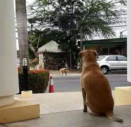 双十一单身狗是这样度过的动物gif搞笑图片