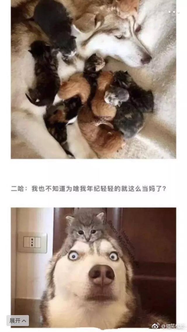 喜当爹动物gif搞笑图片