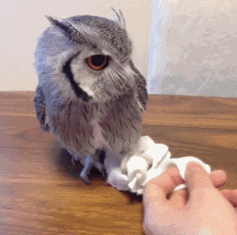 猫头鹰的简易游乐场，感觉萌萌的动物gif搞笑图片