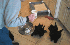 要不要这么萌……动物gif搞笑图片