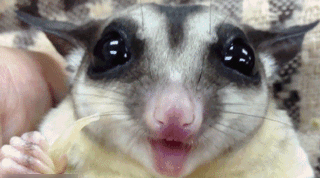 听说美女都是大眼睛，长睫毛，高鼻梁……动物gif搞笑图片