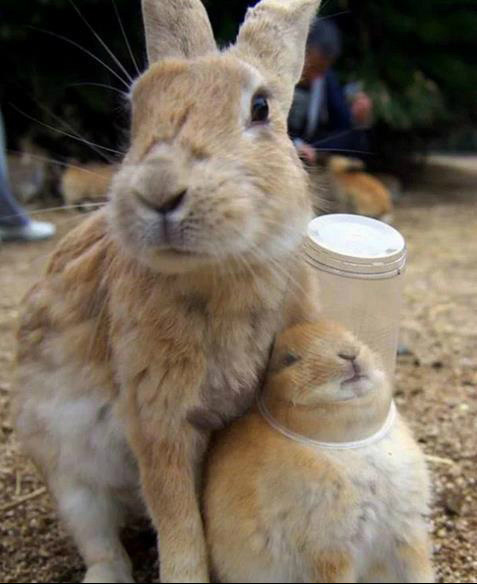 都记住了，这就是不听话的后果动物gif搞笑图片