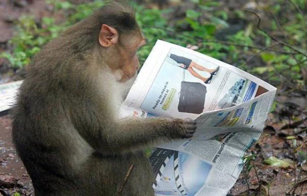 看看今天都发生了什么大事动物gif搞笑图片