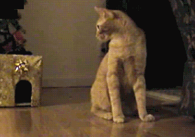 你跑那么快干嘛，也不等等我动物gif搞笑图片