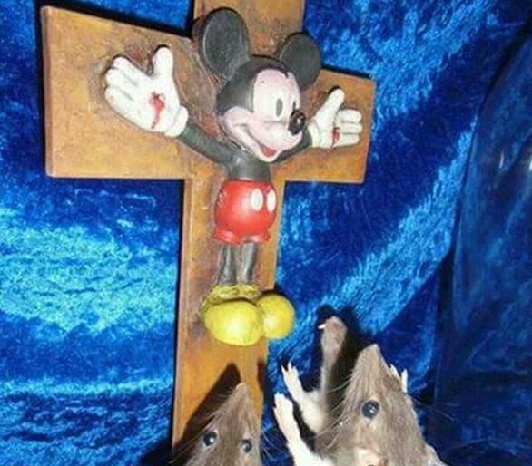 别怕，我们来解救你动物gif搞笑图片