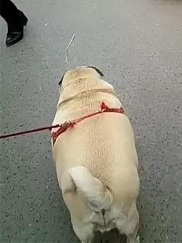 邻居问我，又拉你家那头猪出来溜了?动物gif搞笑图片