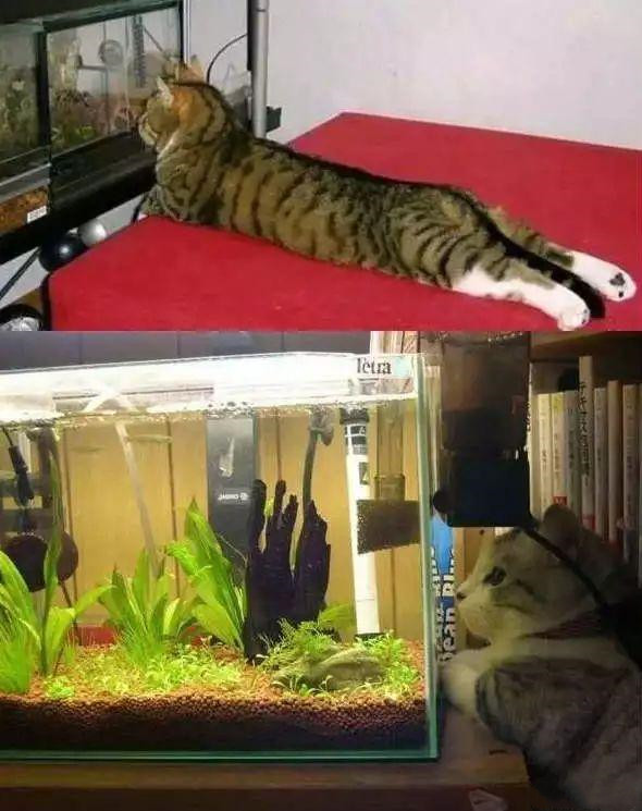 鱼缸对于猫来说就像手机对于我们可以一直看着动物gif搞笑图片