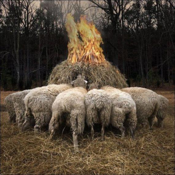 烤全羊动物gif搞笑图片