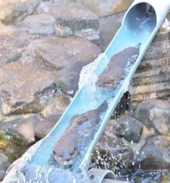 这也太会享受了动物gif搞笑图片