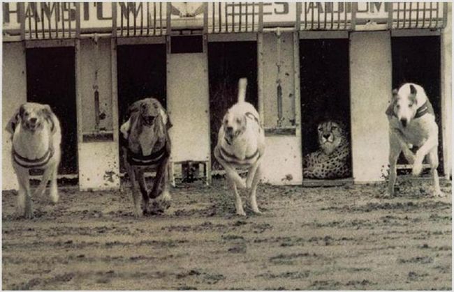 一群SB，老子先让你们几百米又能怎样？动物gif搞笑图片