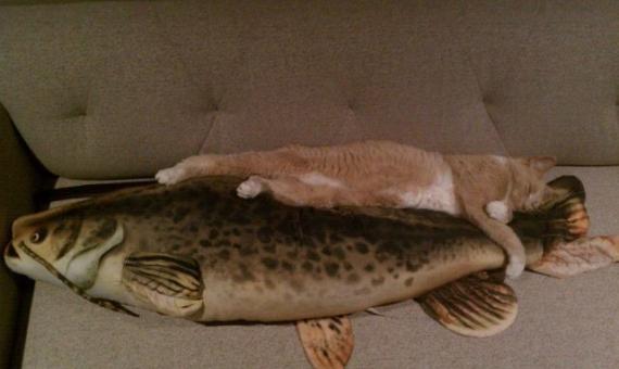 猫咪的梦话：搂着大鱼睡得香动物gif搞笑图片