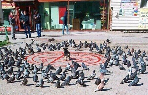 坏了，被敌军包围了动物gif搞笑图片