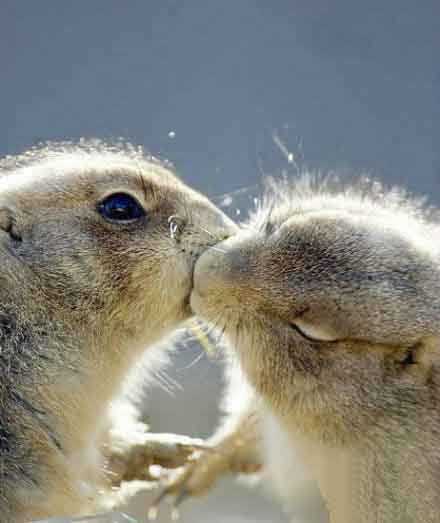 两只松鼠kiss，右边这只竟然闭眼了动物gif搞笑图片