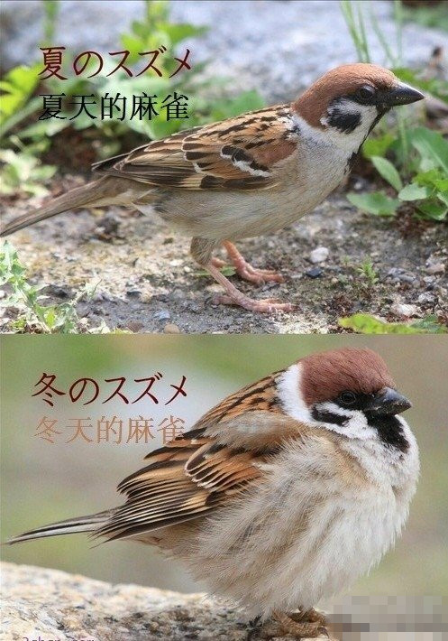 夏天的麻雀和冬天的麻雀动物gif搞笑图片